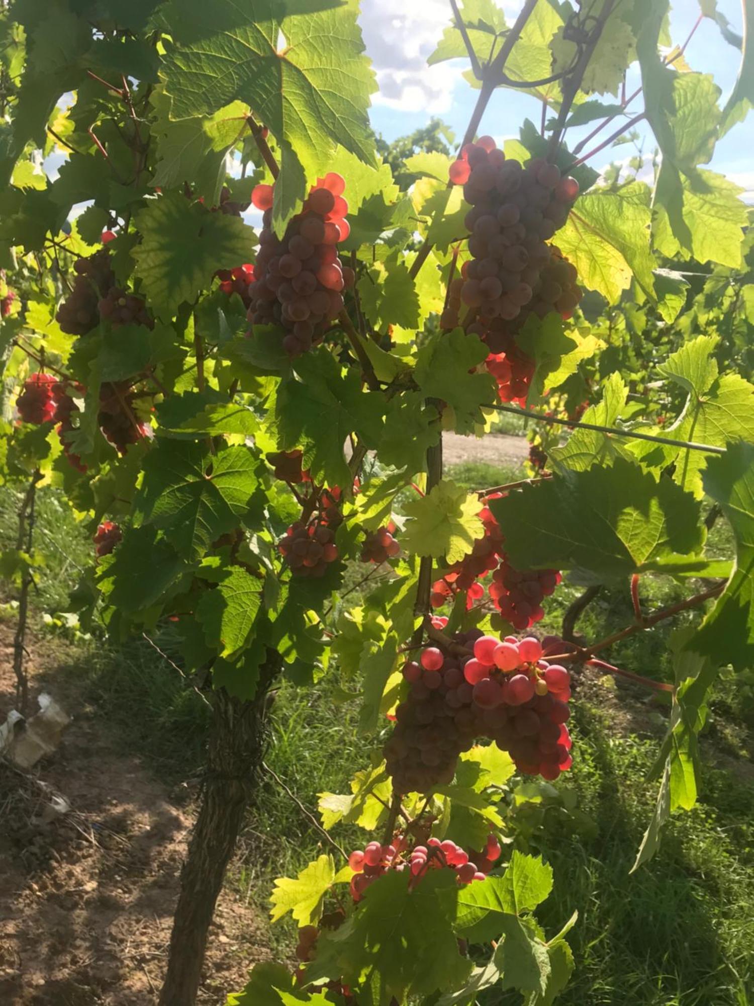 Gaestehaus Und Weingut Bernd Frieden Nittel Bagian luar foto