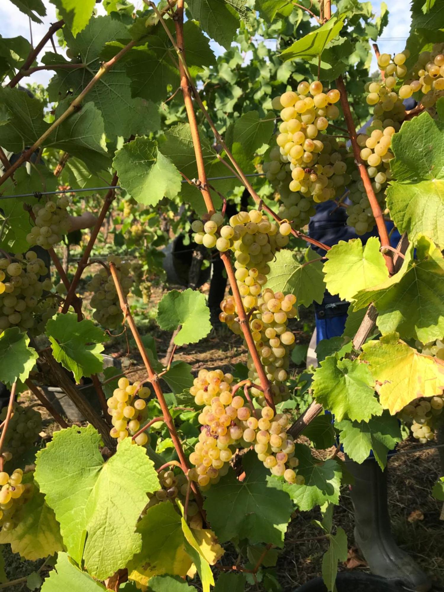Gaestehaus Und Weingut Bernd Frieden Nittel Bagian luar foto