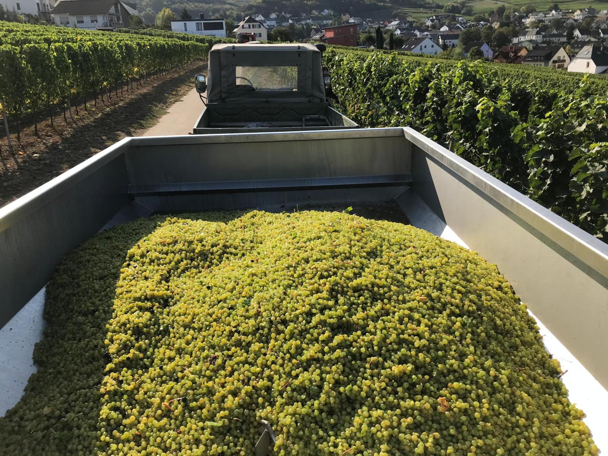 Gaestehaus Und Weingut Bernd Frieden Nittel Bagian luar foto
