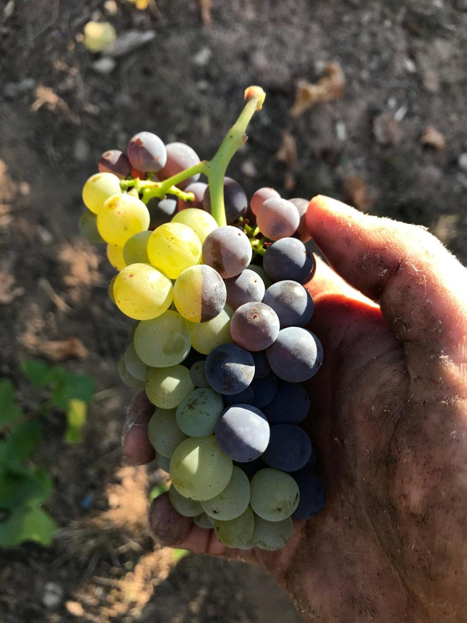Gaestehaus Und Weingut Bernd Frieden Nittel Bagian luar foto