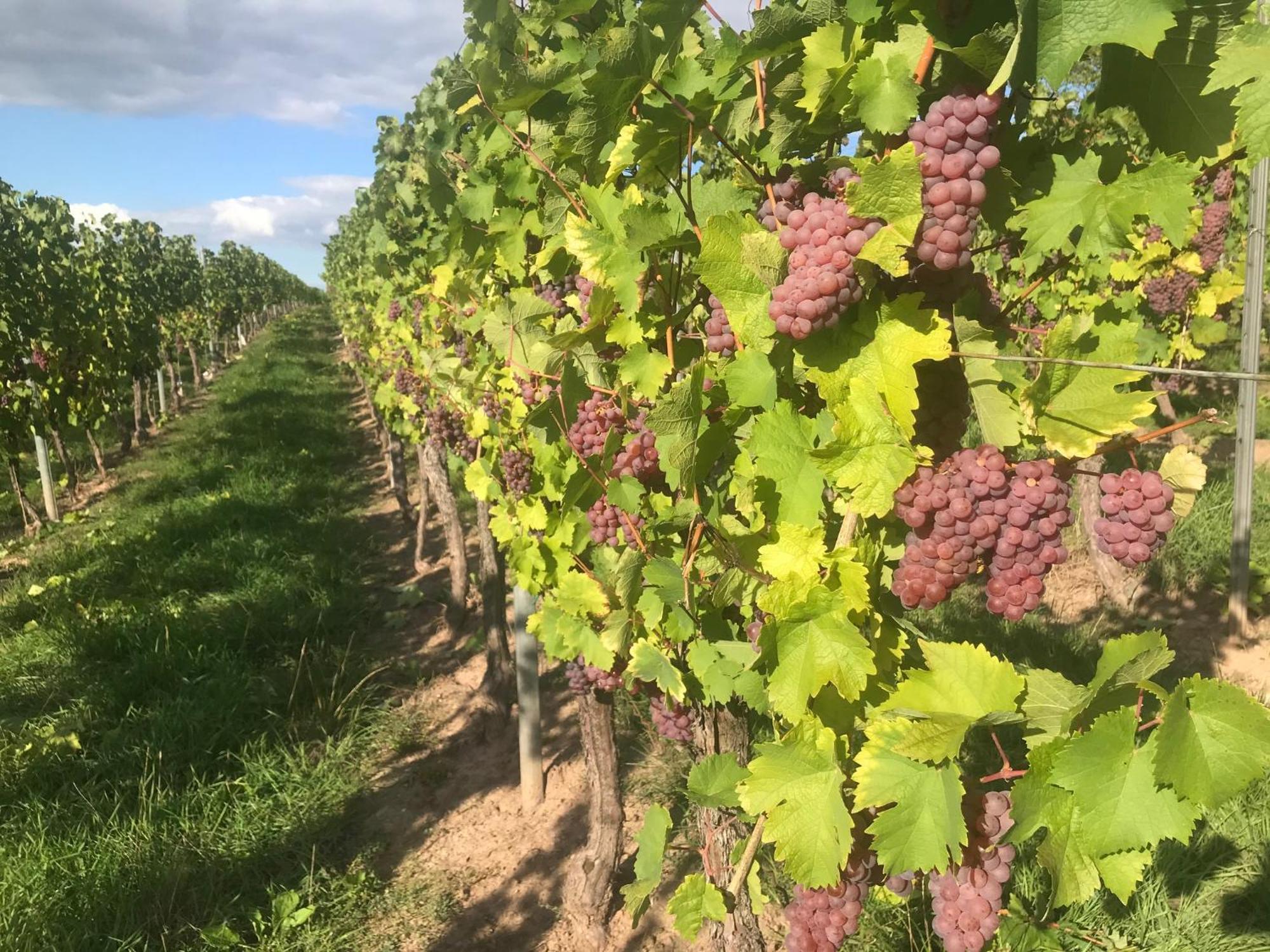 Gaestehaus Und Weingut Bernd Frieden Nittel Bagian luar foto